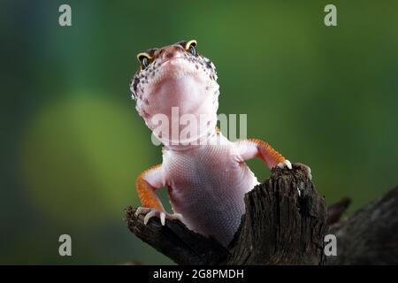 Closeup leopard gecko lizard on wood Stock Photo