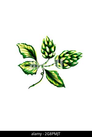 Hand-painted Illustration of hop plant on white background Stock Photo
