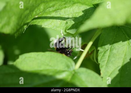 bumblebee on raspberry plant Stock Photo