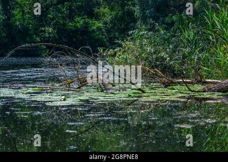 Summer landscape – pond, fallen dry tree, yellow water lilies, green leaves on water surface. Stock Photo