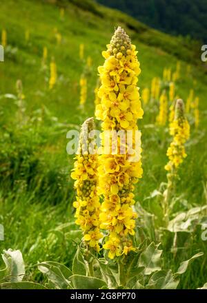 Verbascum Thapsus or Great Mullein flowering in bloom growing in natural habitat, Central Balkan UNESCO Biosphere Reserve, Troyan Mountain, Bulgaria Stock Photo