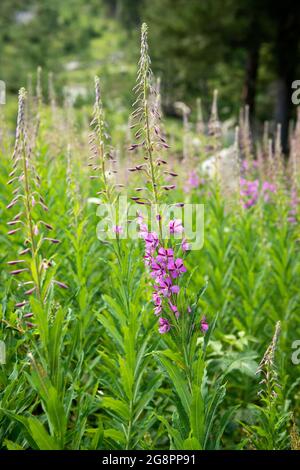 Epilobium angustifolium or Chamerion angustifolium or Fireweed or Rosebay Willowherb growing in natural habitat in Rila Nature Reserve, Bulgaria Stock Photo