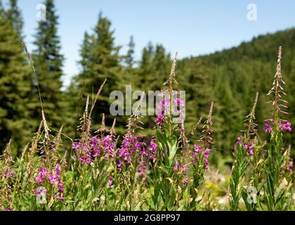 Epilobium angustifolium or Chamerion angustifolium or Fireweed or Rosebay Willowherb  growing in natural habitat in Rila Nature Reserve, Bulgaria Stock Photo