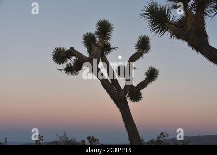 A sunset desert landscape with close up of moon rising between Joshua Tree branches.  Note the village of Joshua Tree in the distance. Stock Photo