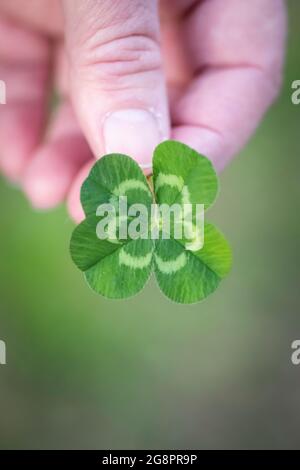 Four leaf clover held in woman's fingertips portrait Stock Photo