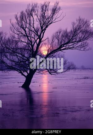 Poland. Winter sunset with trees in flooded landscape. Stock Photo