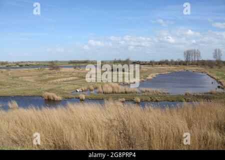 Salt marshes of the Somme Bay, St Valery-sur-Somme, Hauts de france, France Stock Photo