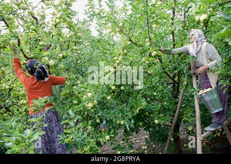 Amasya , Turkey-09292015: Farmers collecting apples in apple orchard. Stock Photo
