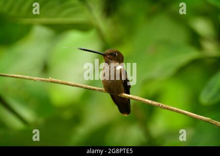 Brown Inca hummingbird (Coeligena wilsoni) perched on a branch. It is found from western Colombia to southern Ecuador. Stock Photo