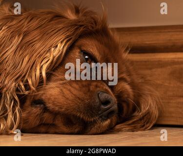 A single Ruby Cavalier King Charles Spaniel lying on the floor in a indoor home setting. Stock Photo