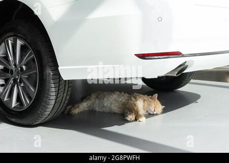 the cat is sleeping or resting in the shade of a new car. animal under the car. Stock Photo
