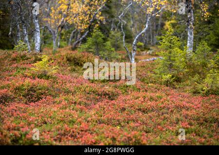 Brightly colored forest floor with different kind of shrubs in Finnish primeval forest during autumn foliage at Riisitunturi National Park Stock Photo