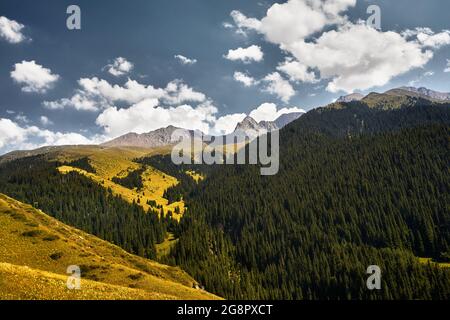 Aerial view of pine forest in beautiful mountains at sunny day. Photo taken with Drone Stock Photo