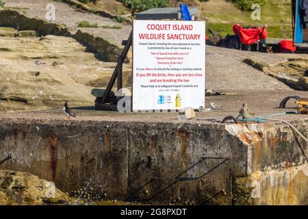 Information sign on Coquet Island, a wildlife sancturay for birds on the Northumbrian coast near Amble, north-east England Stock Photo