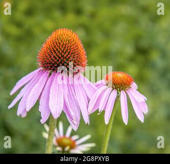 Flowers of Echinacea purpurea the Cone Flower in an English country garden Stock Photo