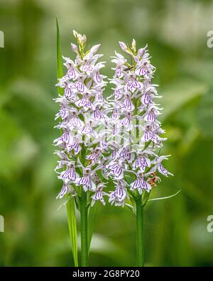 A pair of Common Spotted Orchid flowers in a grassy meadow at Ashton Court Bristol UK Stock Photo