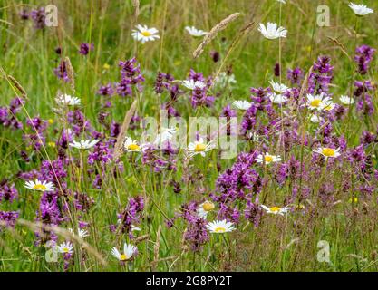 Betony Betonica officinalis and Oxeye Daisies Chrysanthemum leucanthemum in a wildflower meadow at Alners Gorse in Dorset UK Stock Photo