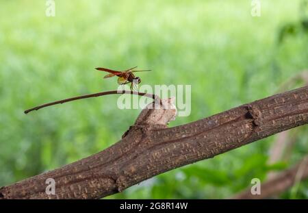 A red dragonfly resting on a dead tree trunk in front of a green grassland Stock Photo