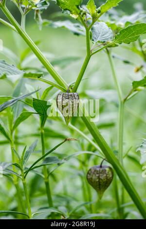 Raw cape gooseberry or ground cherry on a small tree close up in the garden Stock Photo