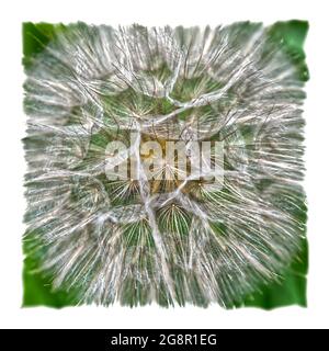 Yellow Goat's beard seed head Stock Photo