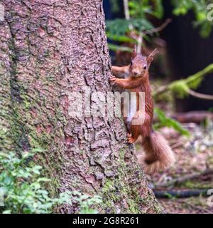 Red Squirrel Stock Photo