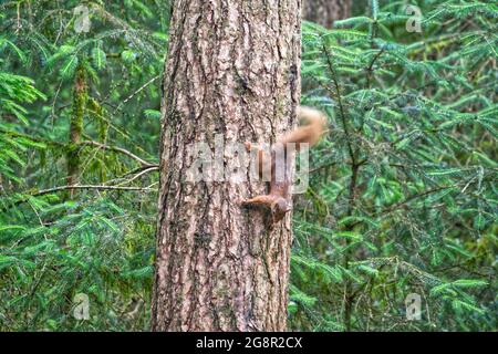 Red Squirrel Stock Photo