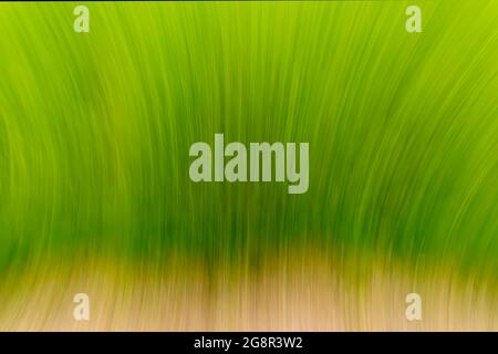Abstract ecological grass background. Motion blur effect. Stock Photo