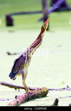 A Green Heron perched on a log in a freshwater pond hunting down dragonflies for a snack. Stock Photo