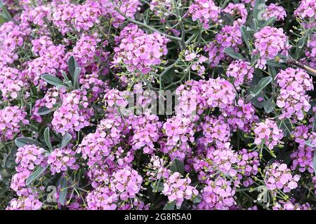 Alyssum spinosum ‘Roseum’ Hormathophylla spinosa spiny madwort Roseum – spherical clusters of violet rose flowers,  May, England, UK Stock Photo