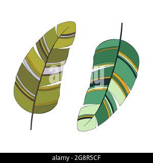 Banana leaf set contour silhouette hand drawing, sketch, colored, on a white background. Vector illustration Stock Vector