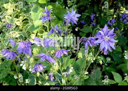 Aquilegia vulgaris var. stellata ‘Blue Barlow’ Aquilegia Blue Barlow – spurless double purple blue flowers, May, England, UK Stock Photo