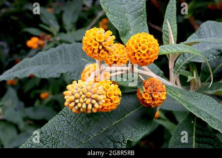 Buddleja globosa orange ball tree – orange honey scented globose flower heads,  May, England, UK Stock Photo
