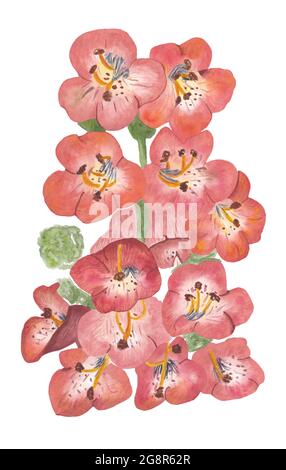Penstemon beardtongue flower watercolor a handpainted floral with coral, peach, orange and other warm shades with many layers of glazing. Stock Photo