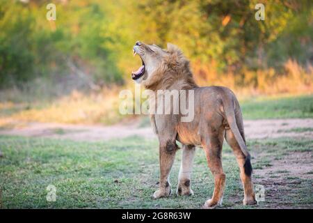 A male lion, Panthera leo, yawns Stock Photo