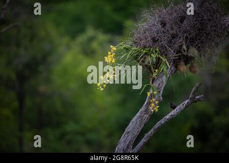 A leopard orchid, Diuris pardina, in flower attached to a tree Stock Photo