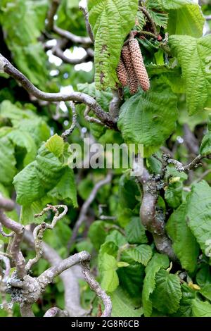 Corylus avellana ‘Contorta’ Corkscrew hazel – contorted branches, vivid green twisted leaves, light brown catkin clusters, May, England, UK Stock Photo