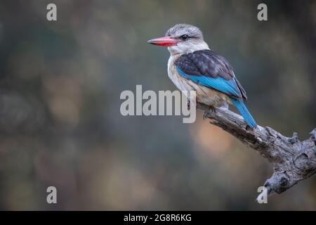 Brown Headed Kingfisher, Halcyon albiventris, sitting on a branch Stock Photo