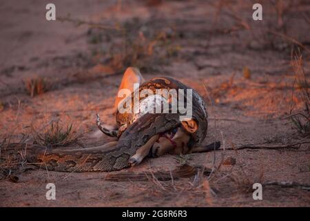 African Rock Python, Python sebae, constricts an impala, Aepyceros melampus Stock Photo