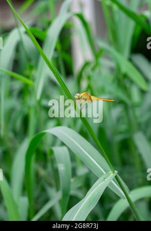 Orange dragonfly with transparent wings sitting on a green wild tree leaf in the jungle Stock Photo