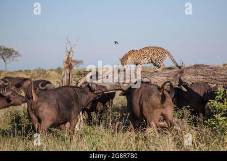 A leopard, Panthera pardus, walks across a log while surrounded by buffalo, Syncerus caffer Stock Photo