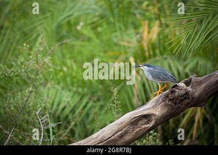 Green-Backed Heron, Butorides striata, sitting on a log by the river Stock Photo