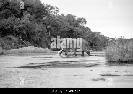 An elephant, A herd of of elephant, Loxodonta africana, drink together from a river in black and white., walks across a river bed in black and white. Stock Photo