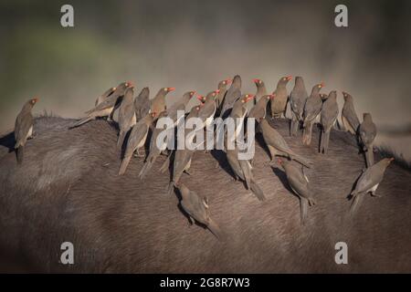 A flock of red billed oxpeckers, Buphagus erythrorhynchus, stand on the back of a bufallo, Syncerus caffer Stock Photo