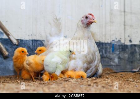 https://l450v.alamy.com/450v/2g8r857/mother-hen-with-its-baby-chicken-adorable-baby-chicks-resting-in-the-safety-of-mother-hens-feathers-mother-hen-with-baby-chicken-hiding-underwings-2g8r857.jpg