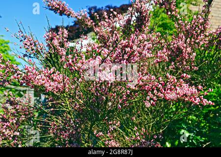 Pink Cytisus Broom bush plant in flower Stock Photo