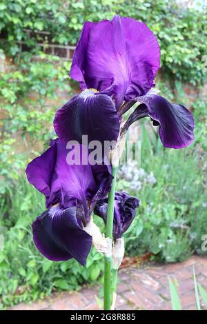 Iris germanica ‘Sable’ Tall bearded Iris TB purple standards, deep purple falls, blue beard, May, England, UK Stock Photo