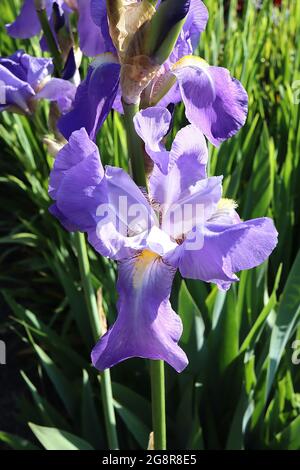 Iris Violacea Grandiflora (TB) Tall bearded iris violet falls and standards, netted base, yellow beard,  May, England, UK Stock Photo