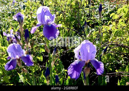 Iris Violacea Grandiflora (TB) Tall bearded iris violet falls and standards, netted base, yellow beard,  May, England, UK Stock Photo