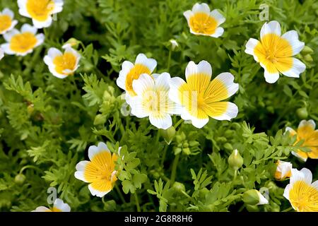 Limnanthes douglasii poached egg plant – white bowl-shaped flowers with large yellow centre and grey veins,  May, England, UK Stock Photo