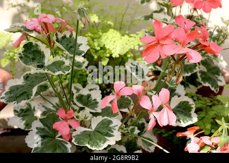 Pelargonium ‘Pelgardini Frank Headley’ Salmon pink flowers and variegated palmately lobed leaves,  May, England, UK Stock Photo